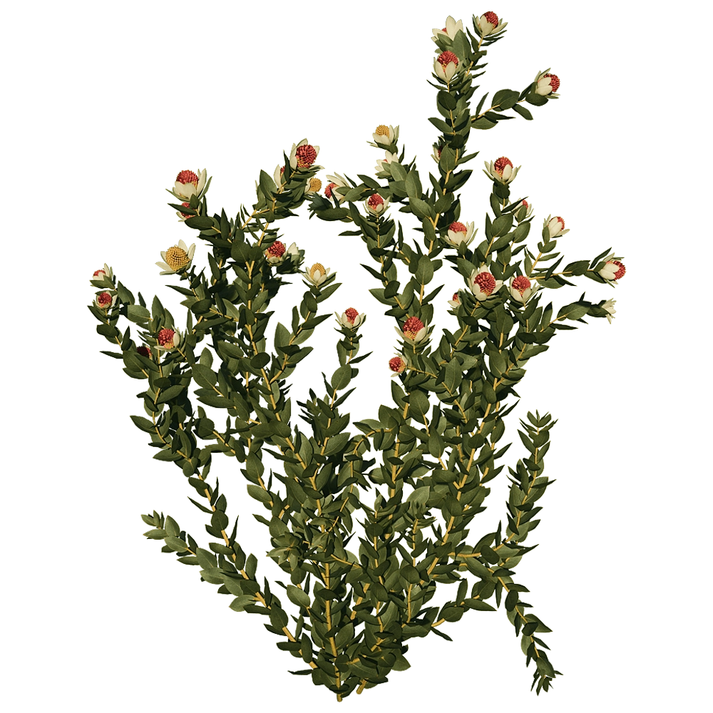 decoration – Leucadendron Discolor 01 05 3D Model