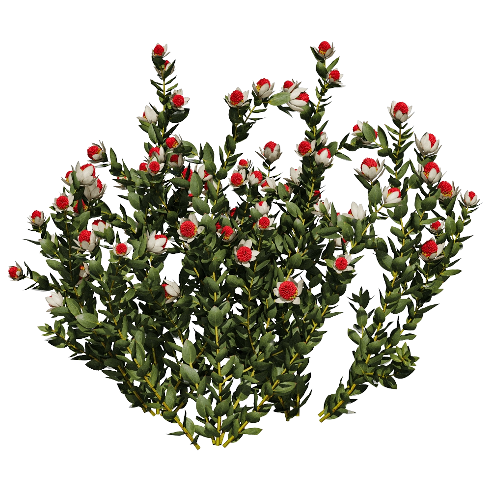 decoration – Leucadendron Discolor 01 06 3D Model