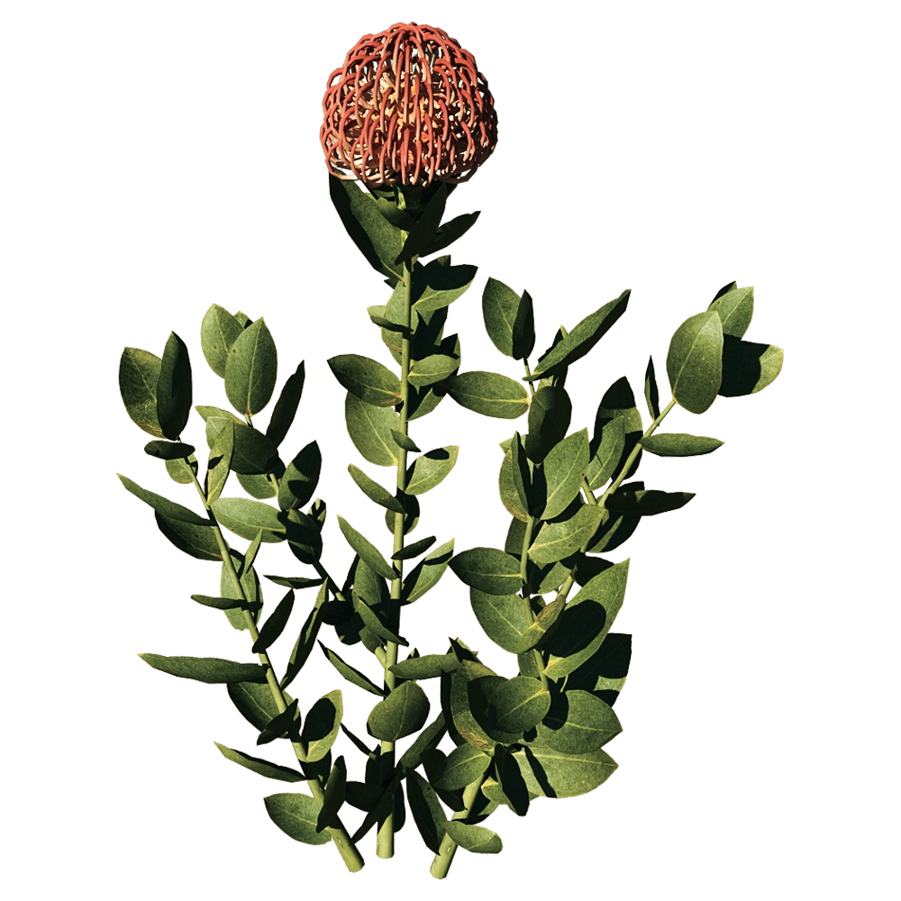 decoration – Leucospermum Cordifolium 01 01 3D Model