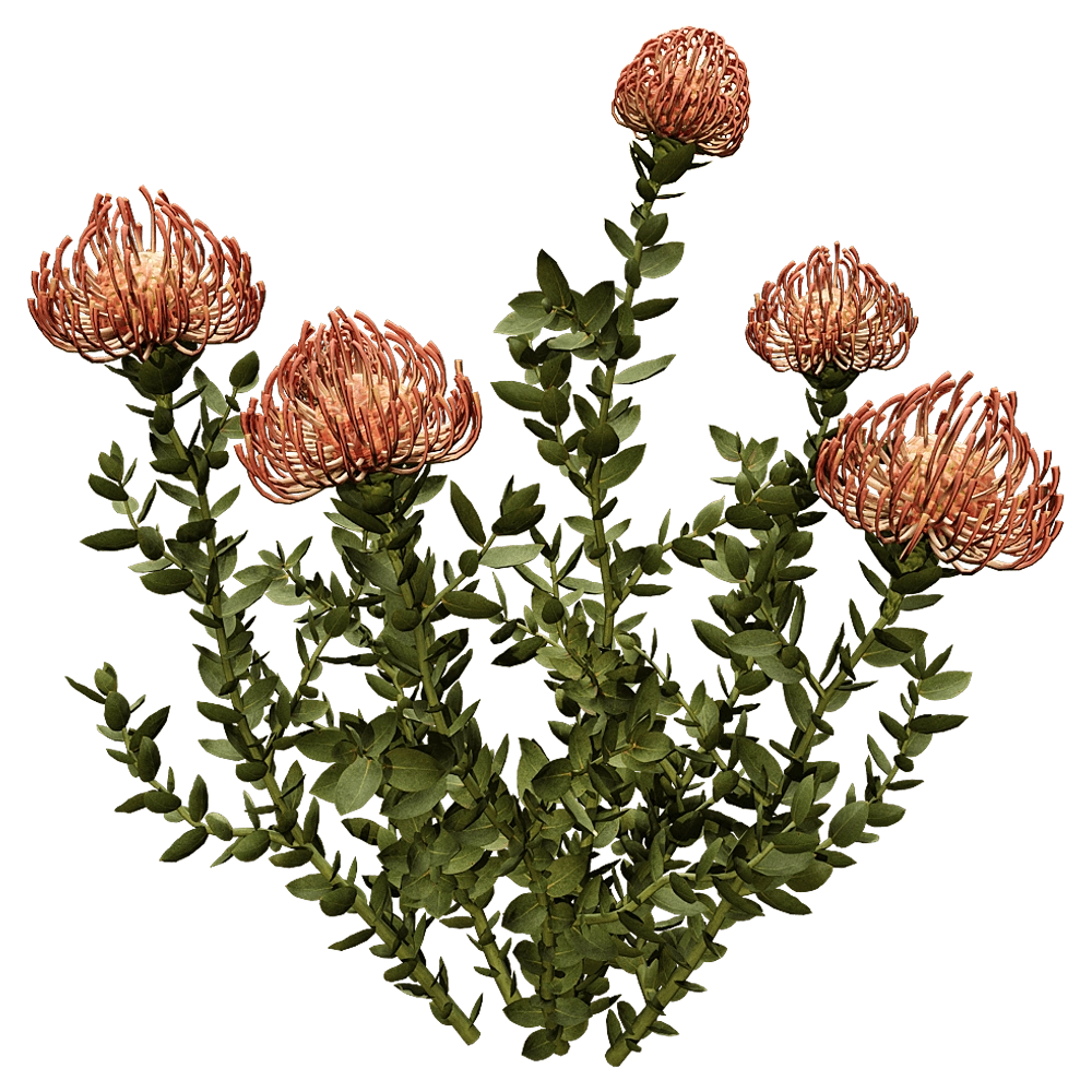 decoration – Leucospermum Cordifolium 01 02 3D Model