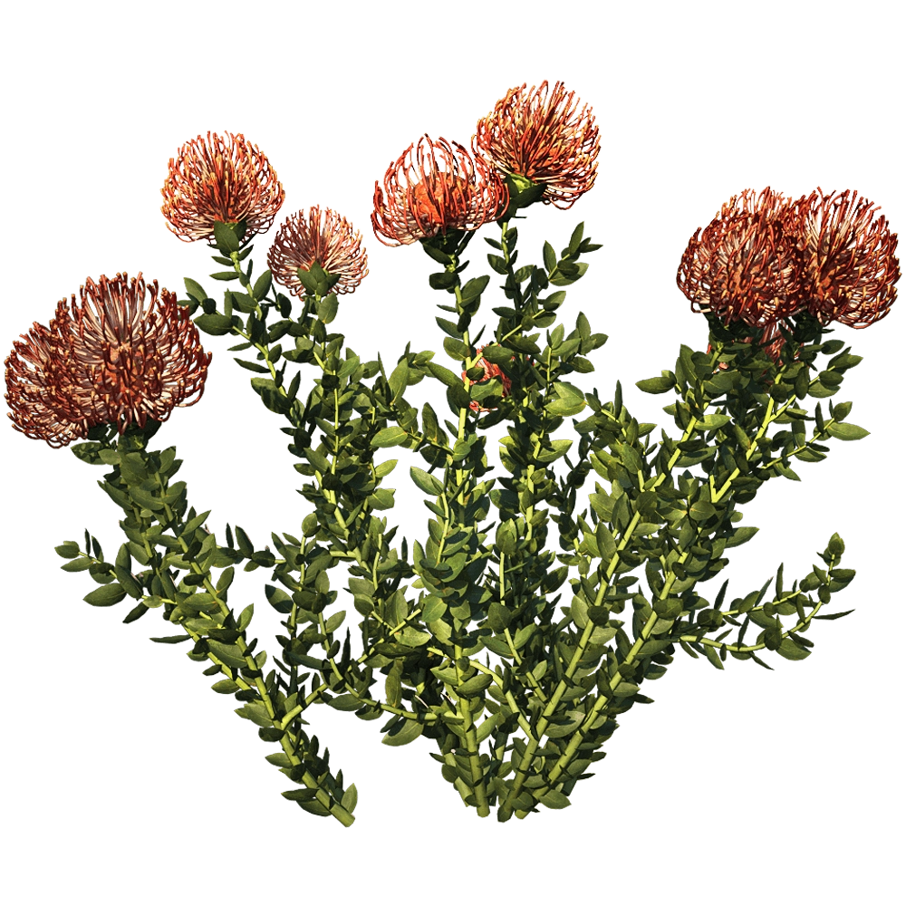 decoration – Leucospermum Cordifolium 01 03 3D Model