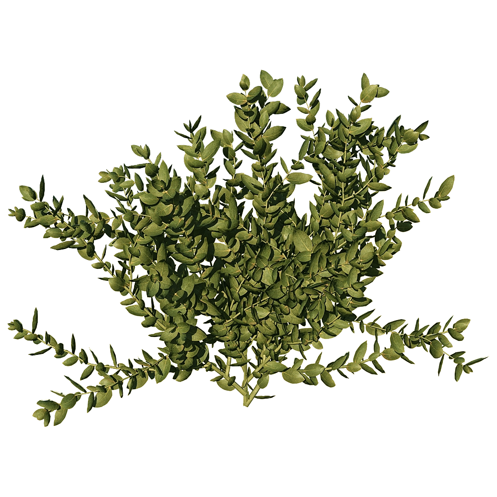 decoration – Leucospermum Cordifolium 01 04 3D Model