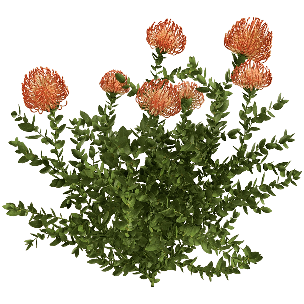 decoration – Leucospermum Cordifolium 01 05 3D Model