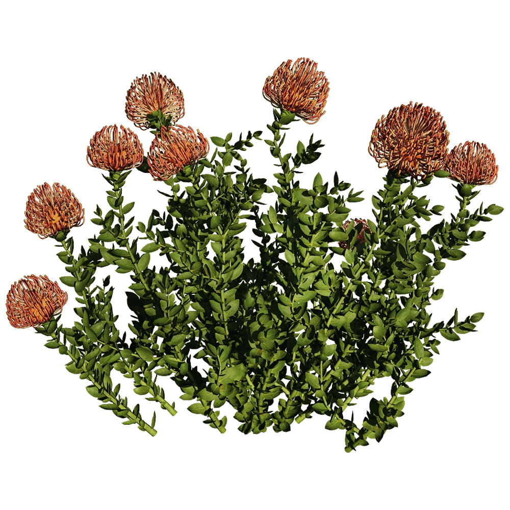 decoration – Leucospermum Cordifolium 01 06 3D Model