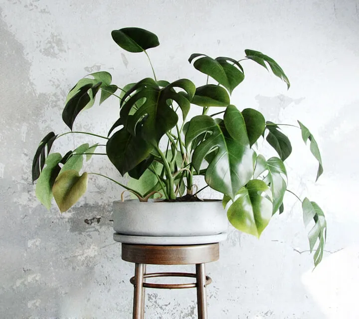 decoration – Liana monstera 3D Model