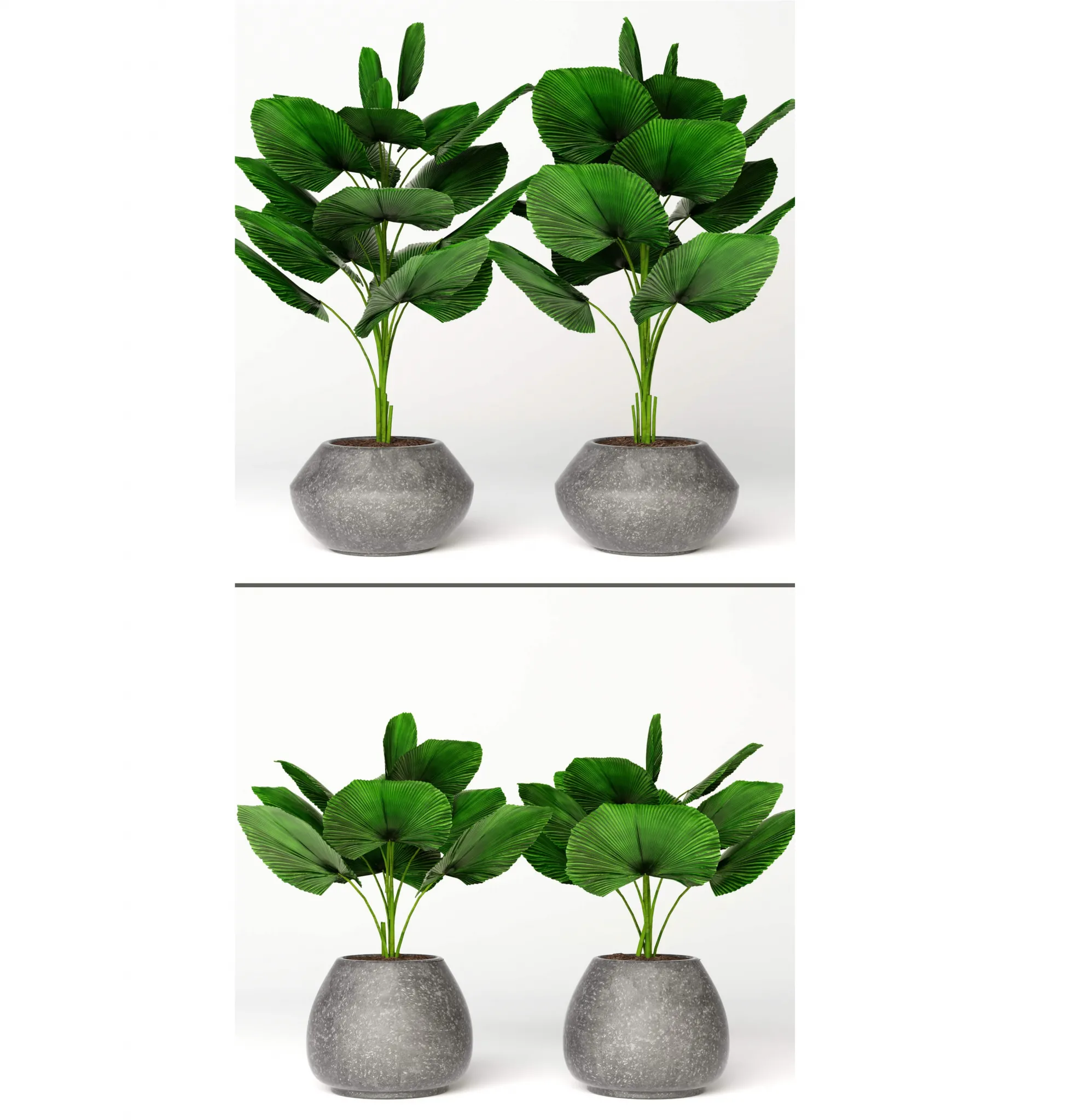 decoration – Licuala orbicularis 2 3D Model