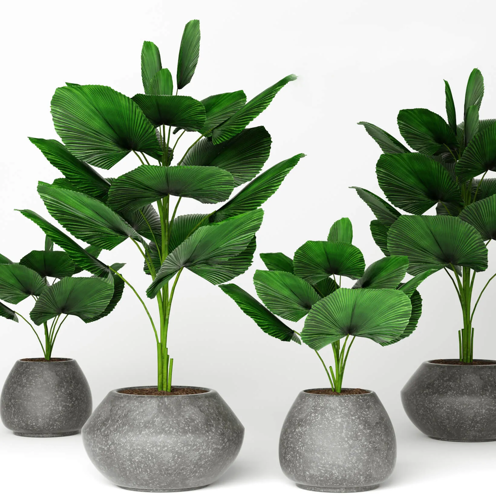 decoration – Licuala  plants 08 3D Model