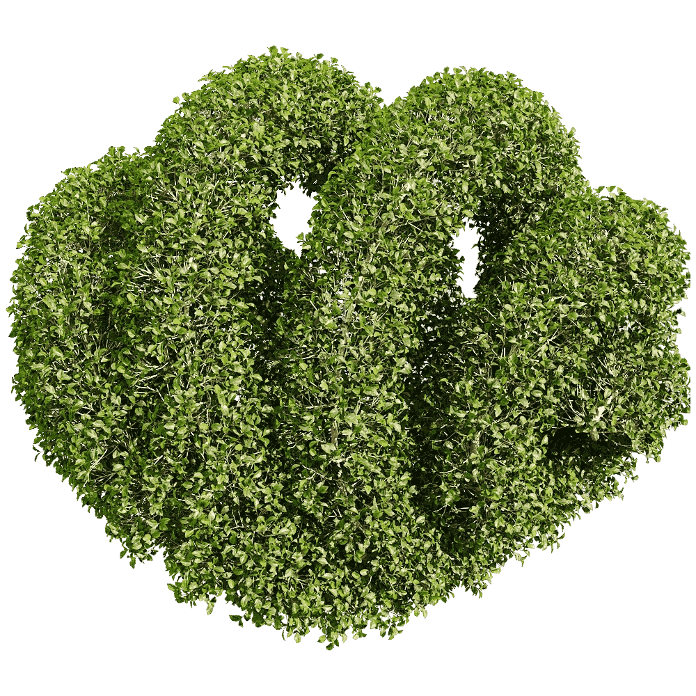 decoration – Ligustrum quihoui 8 3D Model decoration – Ligustrum quihoui 8 3D Model