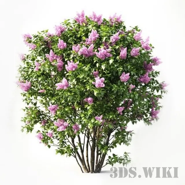 decoration – Lilac flowering 3D Model decoration – Lilac flowering 3D Model