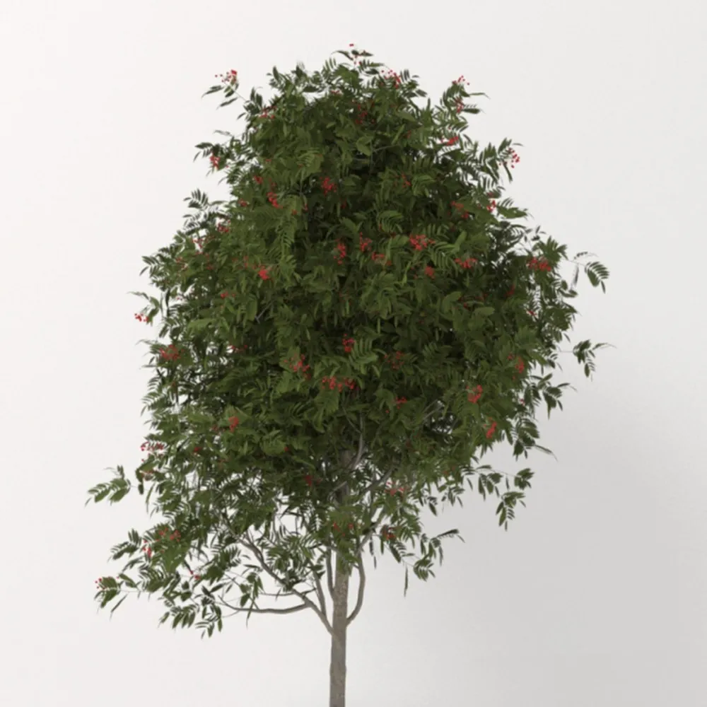 decoration – Little Rowan 3D Model