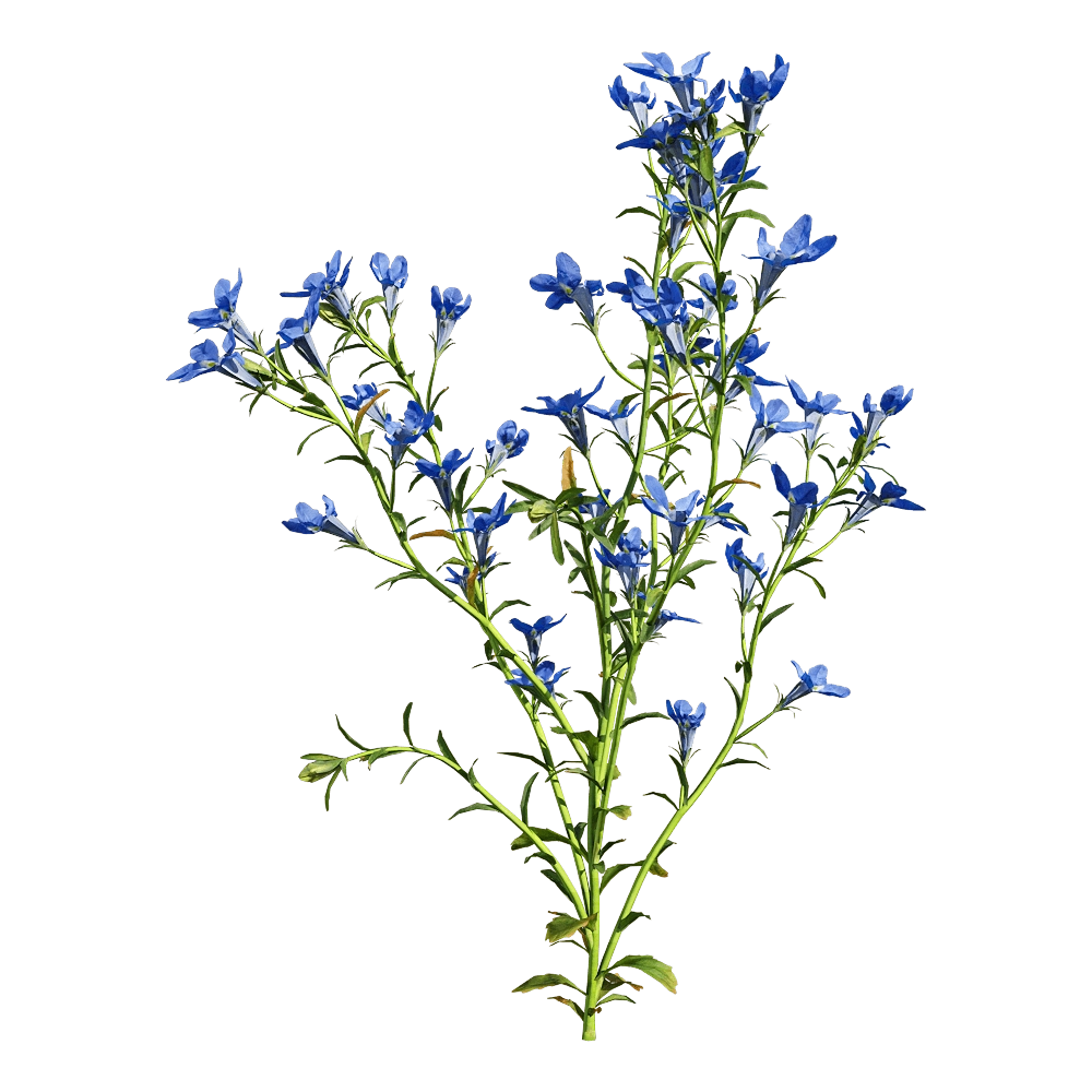 decoration – Lobelia erinus 2 3D Model decoration – Lobelia erinus 2 3D Model