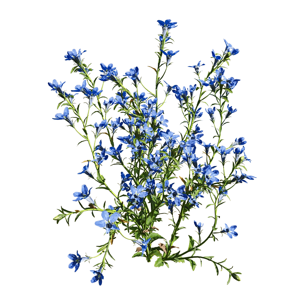 decoration – Lobelia erinus 3 3D Model decoration – Lobelia erinus 3 3D Model