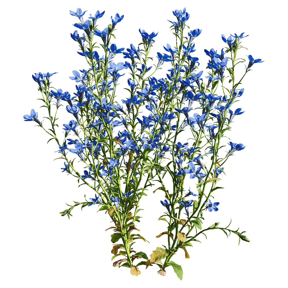 decoration – Lobelia erinus 4 3D Model decoration – Lobelia erinus 4 3D Model
