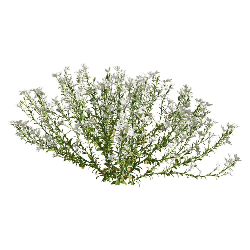 decoration – Lobelia erinus 5 3D Model decoration – Lobelia erinus 5 3D Model