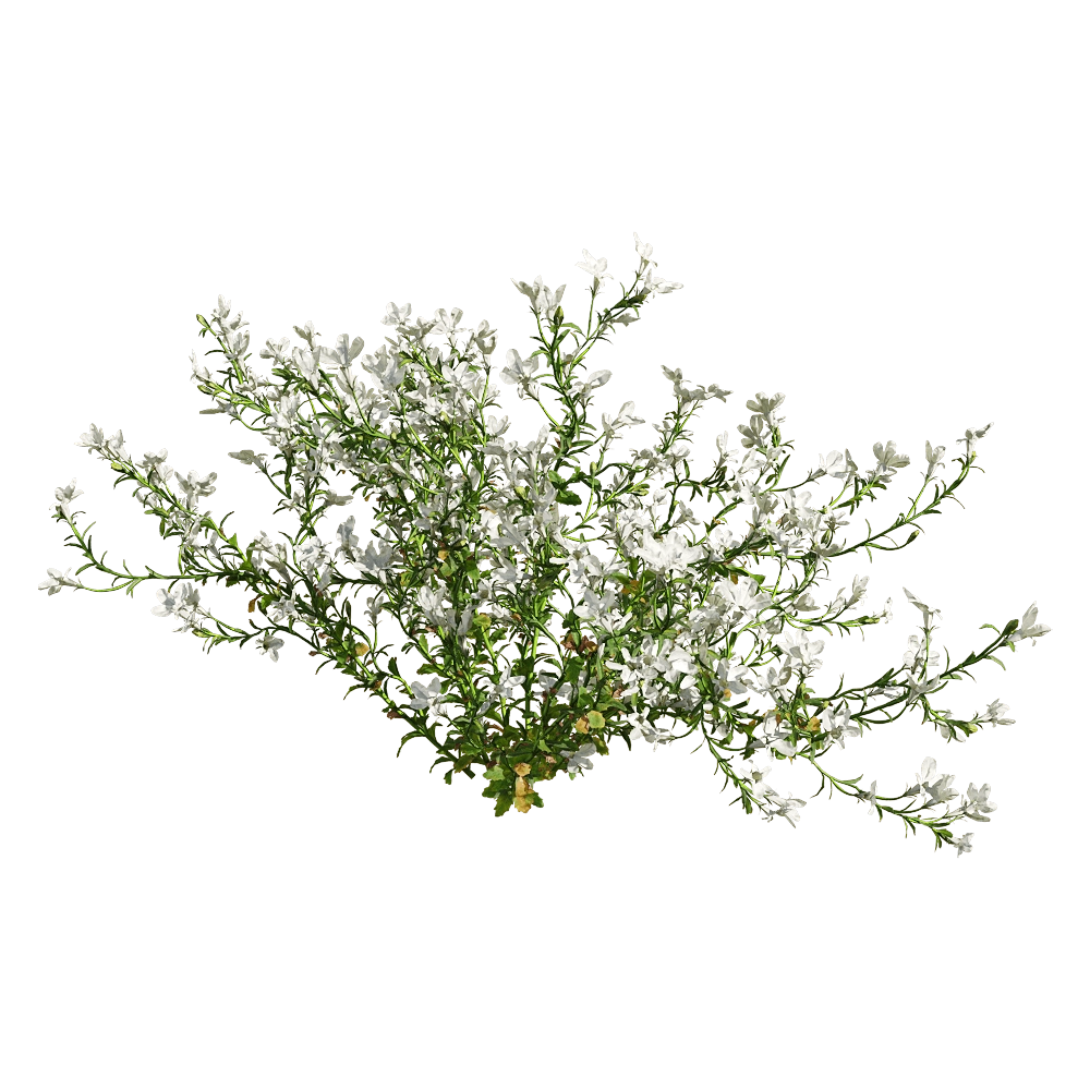 decoration – Lobelia erinus 6 3D Model decoration – Lobelia erinus 6 3D Model