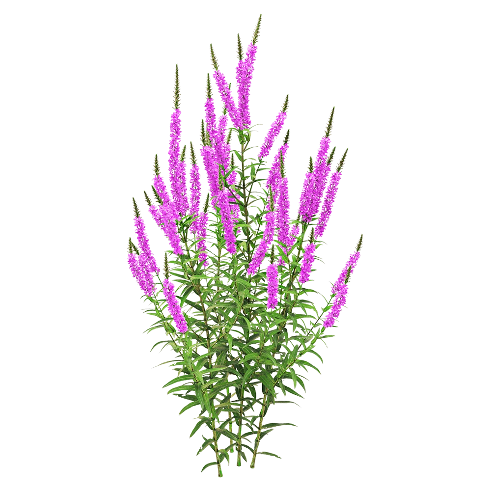 decoration – Lythrum salicaria 1 3D Model