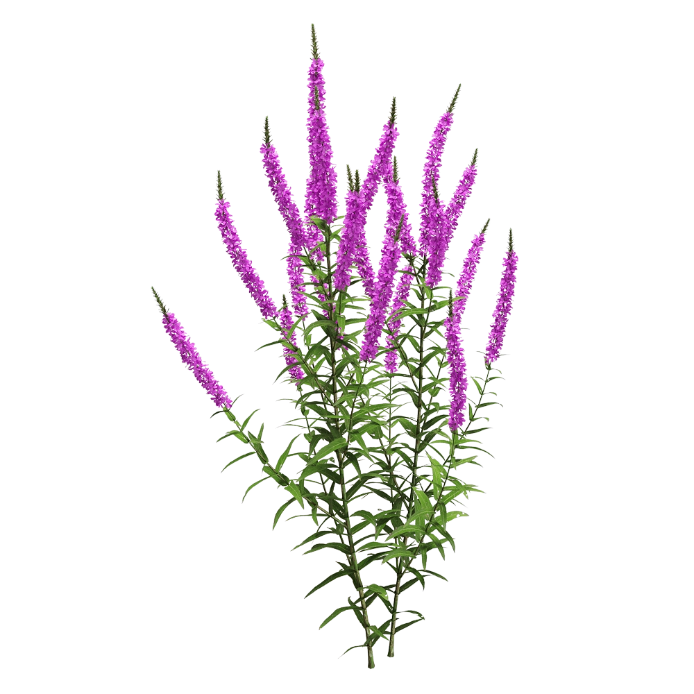 decoration – Lythrum salicaria 2 3D Model