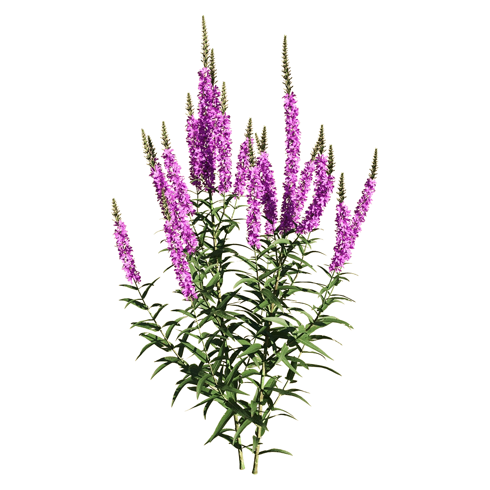 decoration – Lythrum salicaria 3 3D Model