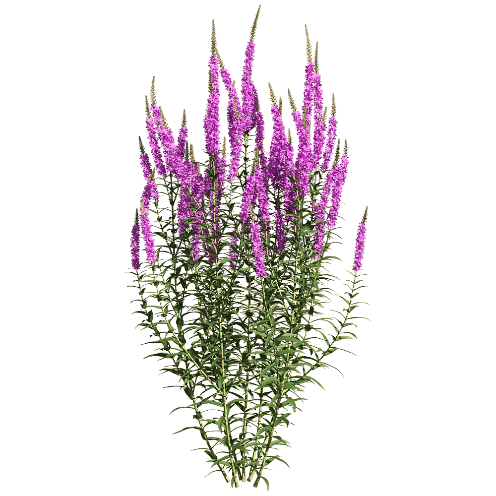 decoration – Lythrum salicaria 4 3D Model