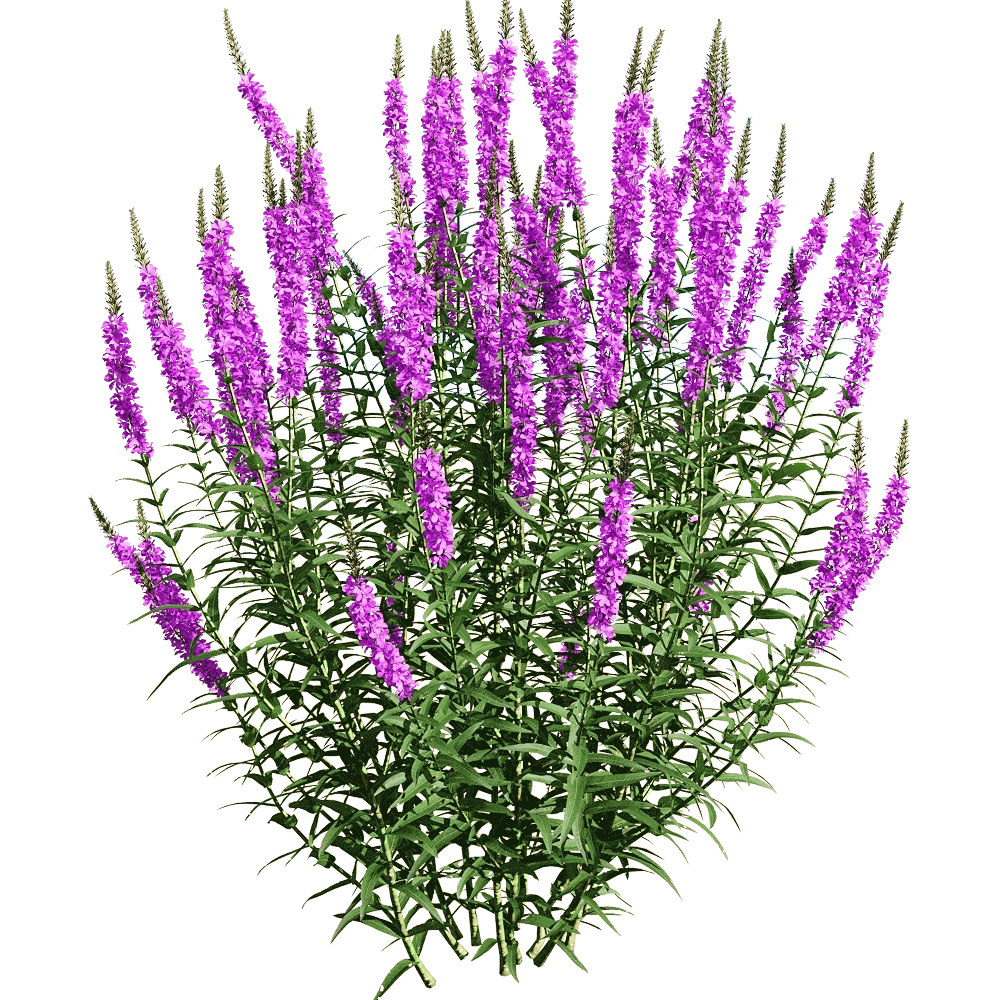 decoration – Lythrum salicaria 5 3D Model