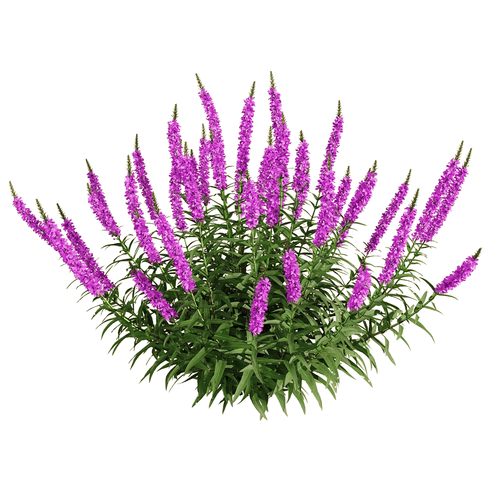 decoration – Lythrum salicaria 6 3D Model decoration – Lythrum salicaria 6 3D Model