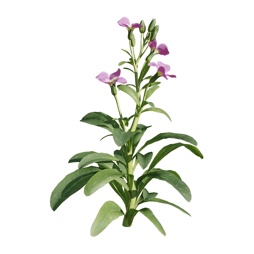 decoration – Matthiola incana 1 3D Model decoration – Matthiola incana 1 3D Model