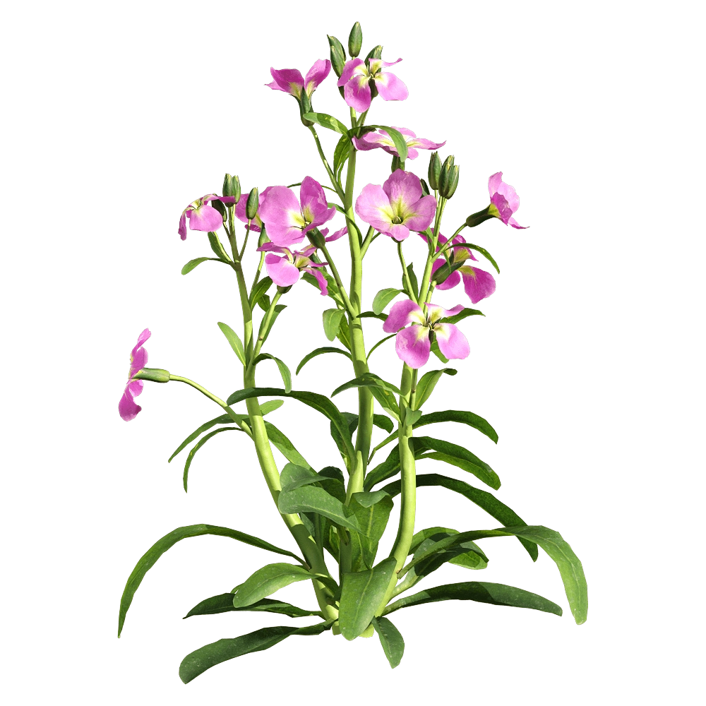 decoration – Matthiola incana 2 3D Model decoration – Matthiola incana 2 3D Model