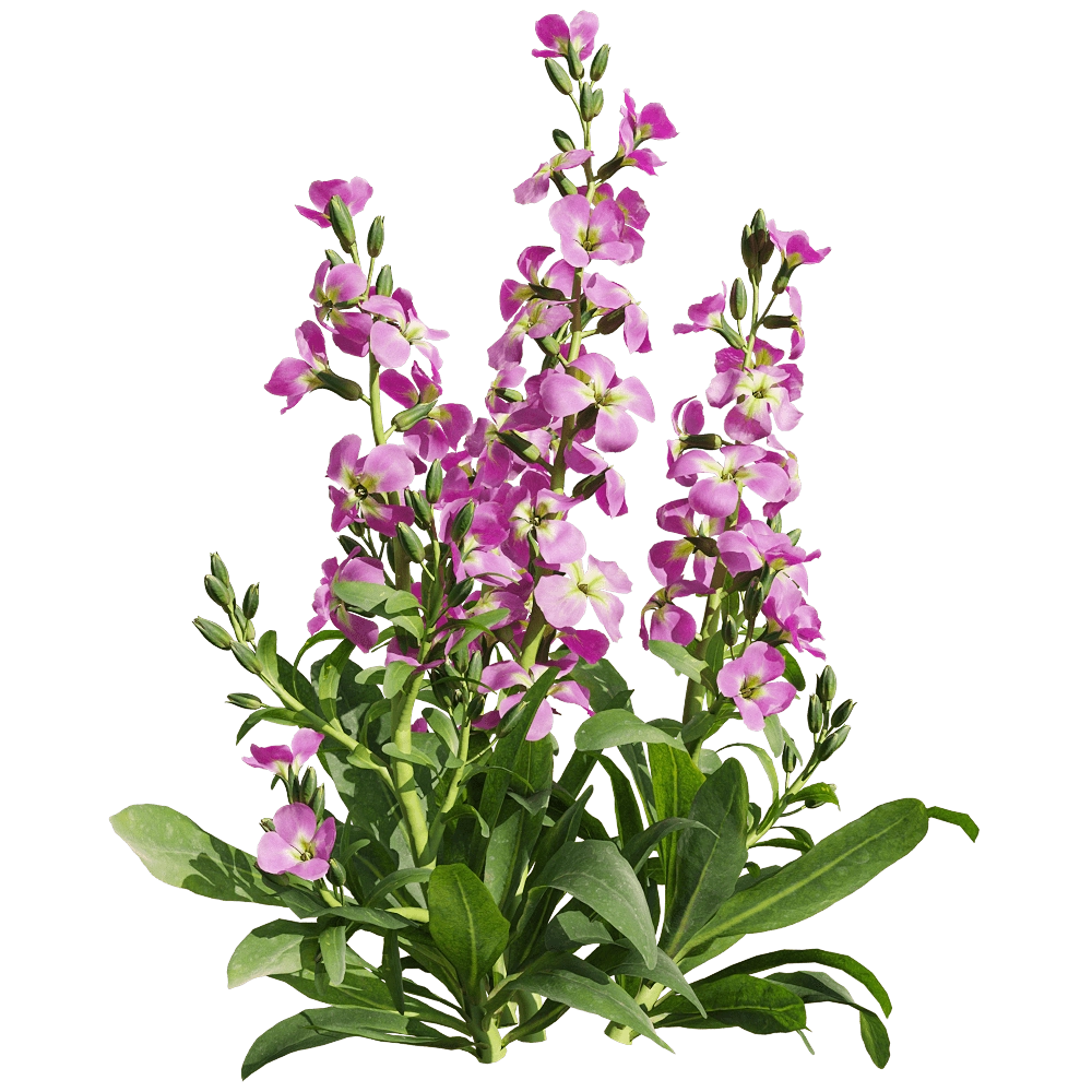 decoration – Matthiola incana 3 3D Model decoration – Matthiola incana 3 3D Model