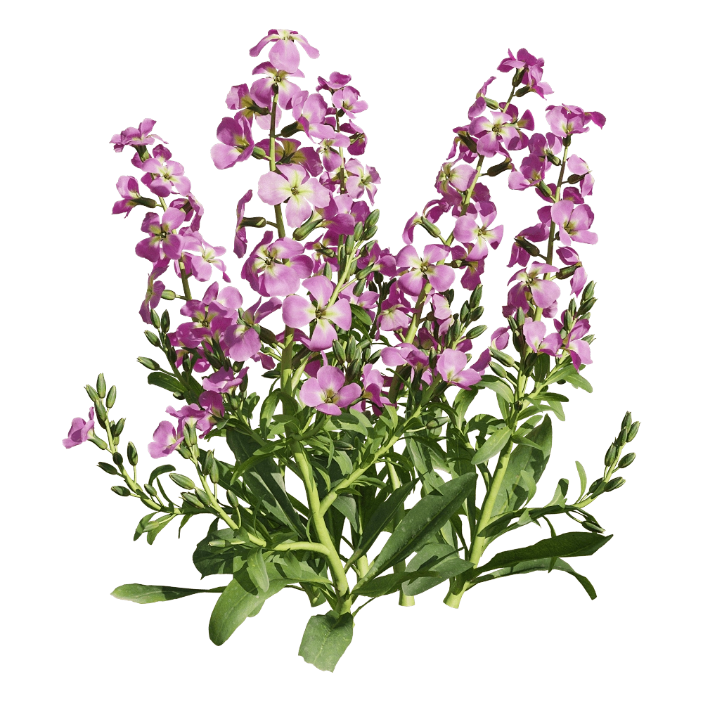 decoration – Matthiola incana 4 3D Model decoration – Matthiola incana 4 3D Model