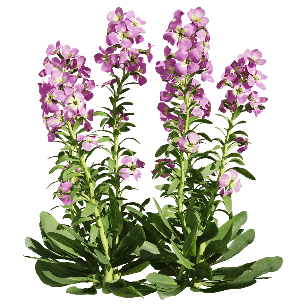 decoration – Matthiola incana 5 3D Model decoration – Matthiola incana 5 3D Model