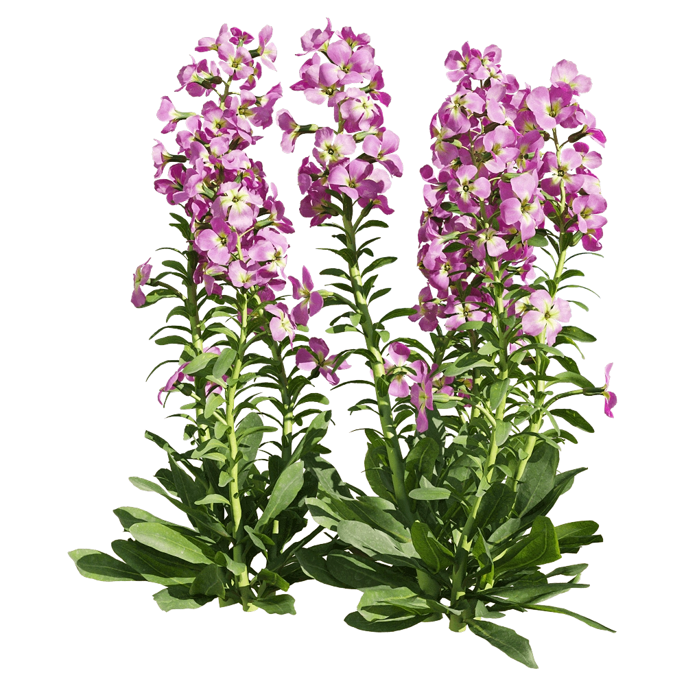 decoration – Matthiola incana 6 3D Model decoration – Matthiola incana 6 3D Model