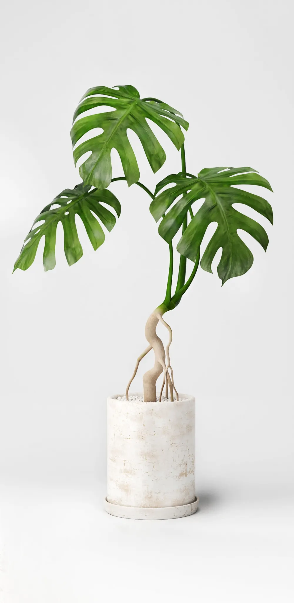 decoration – Monstera 01 3D Model decoration – Monstera 01 3D Model