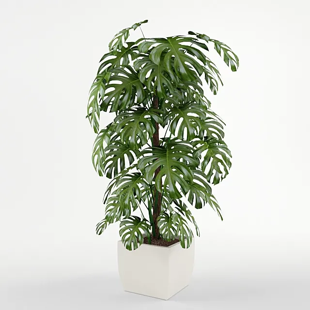 decoration – Monstera 3D Model