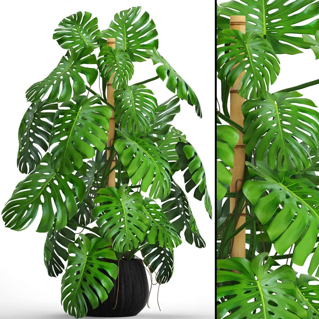 decoration – Monstera 4 1 3D Model decoration – Monstera 4 1 3D Model