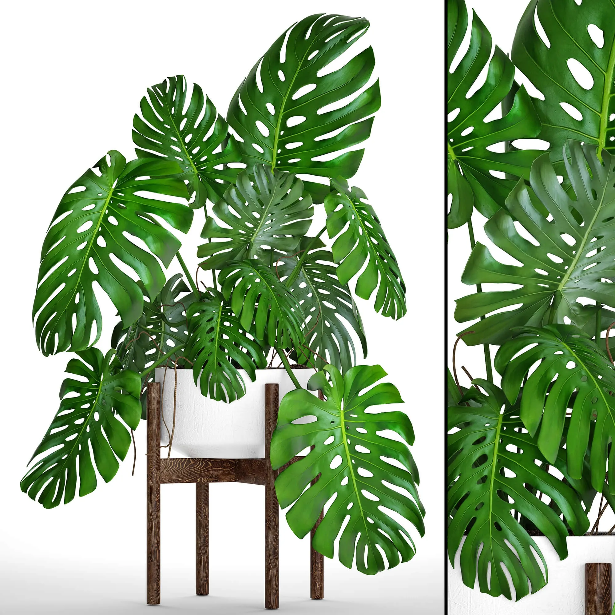 decoration – Monstera 5 1 3D Model