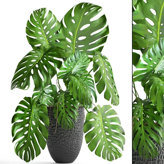 decoration – Monstera 6 1 3D Model