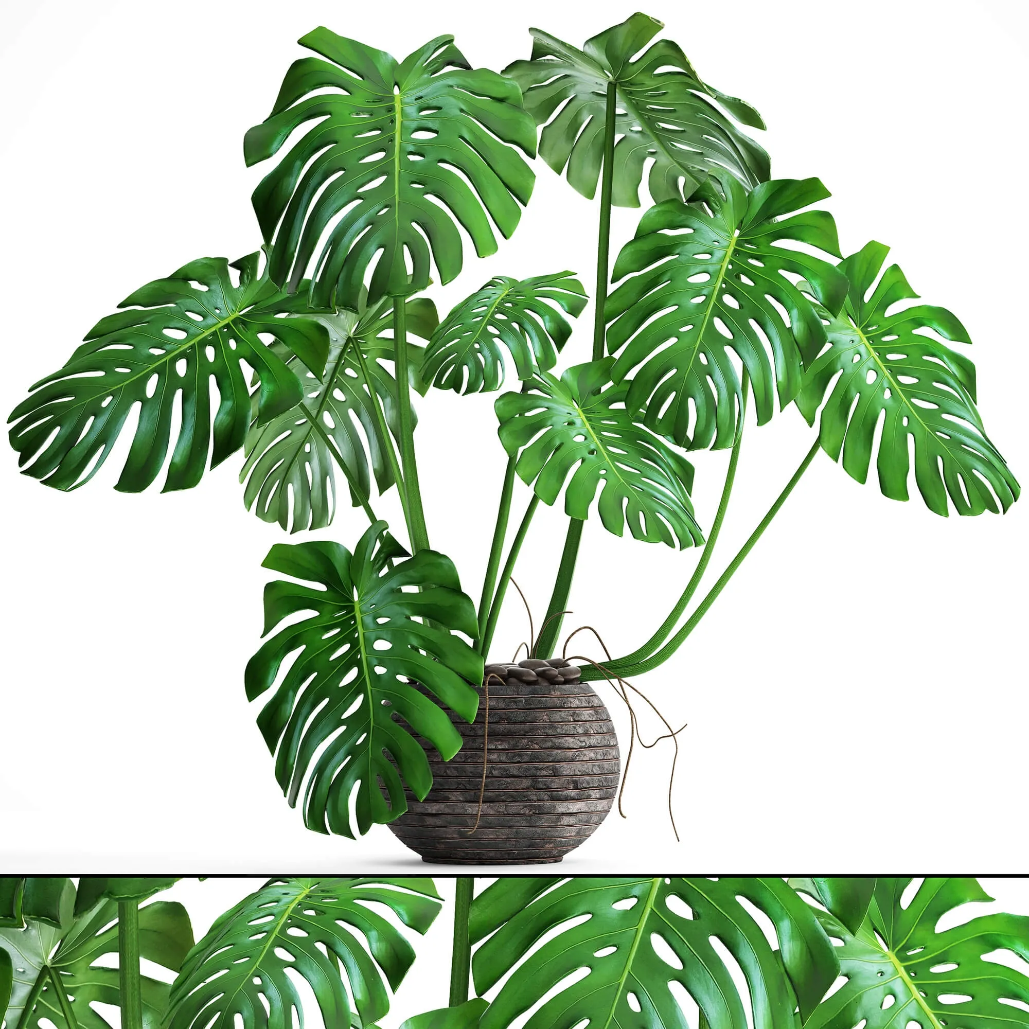 decoration – Monstera 6 2 3D Model decoration – Monstera 6 2 3D Model