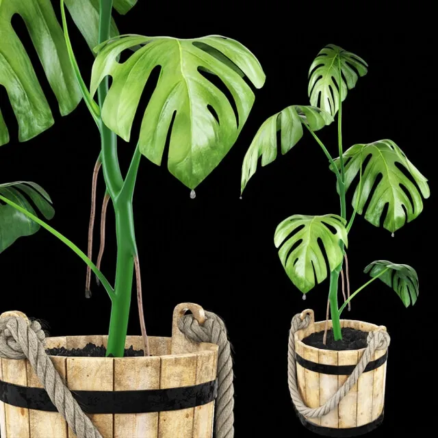 decoration – Monstera in a wooden tub 3D Model decoration – Monstera in a wooden tub 3D Model