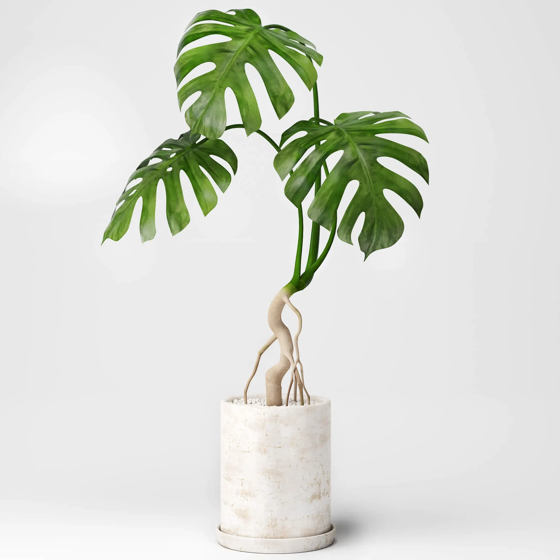 decoration – Monstera plant 01 3D Model