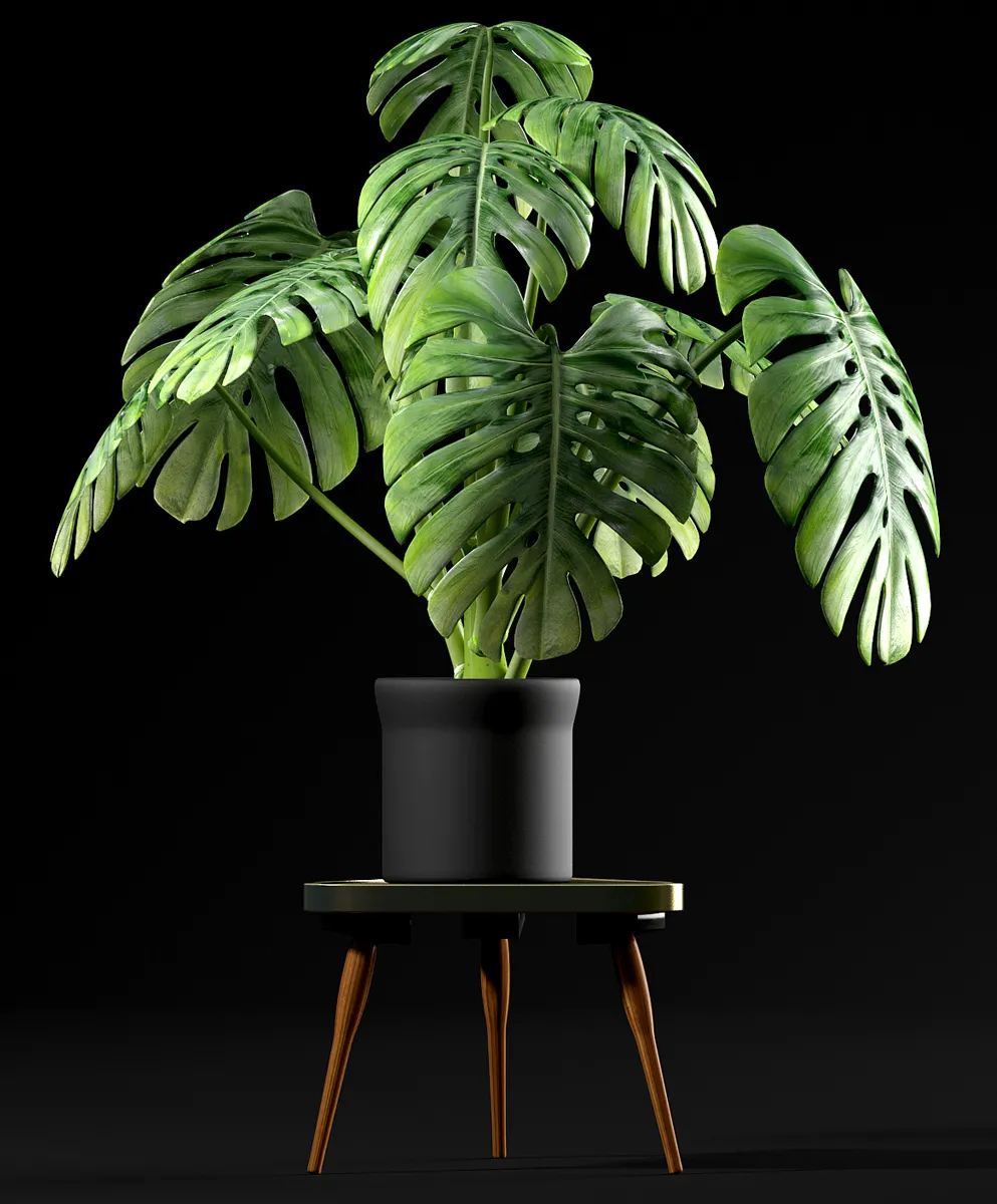 decoration – Monstera Plants 50 3D Model decoration – Monstera Plants 50 3D Model