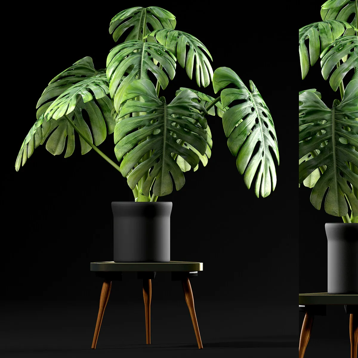 decoration – Monstera plants 50 3D Model