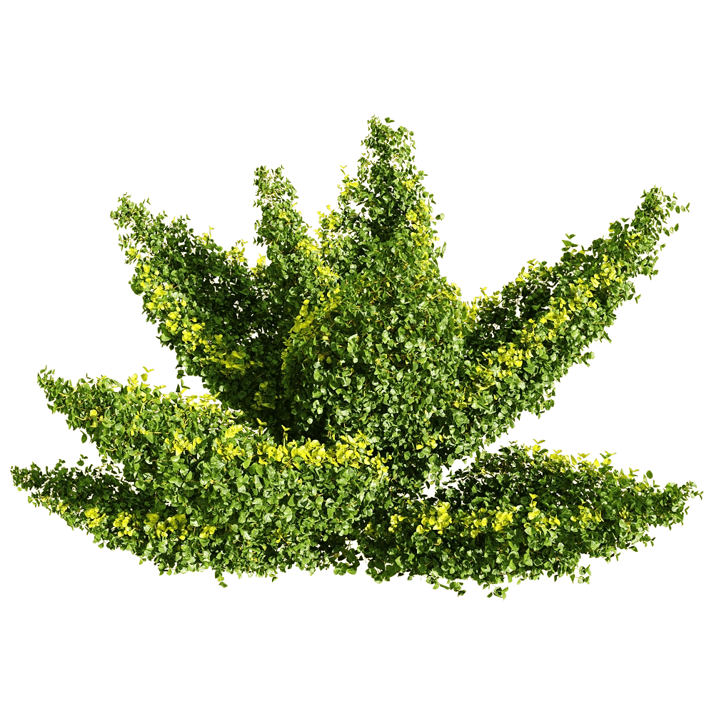 decoration – Muehlenbeckia complexa 1 3D Model decoration – Muehlenbeckia complexa 1 3D Model