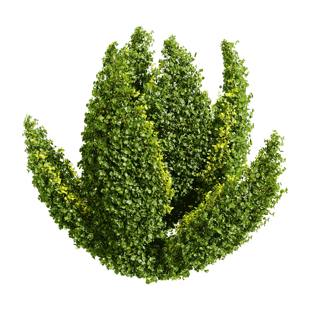 decoration – Muehlenbeckia complexa 2 3D Model decoration – Muehlenbeckia complexa 2 3D Model