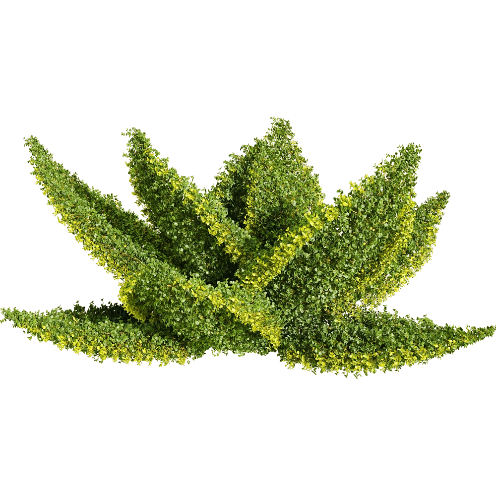 decoration – Muehlenbeckia complexa 6 3D Model decoration – Muehlenbeckia complexa 6 3D Model