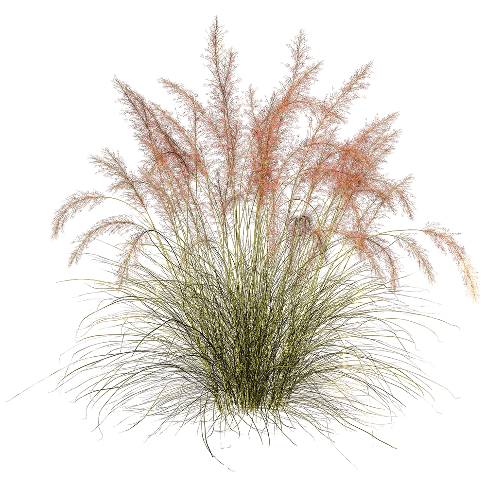 decoration – Muhlenbergia Capillaris 01 01 3D Model
