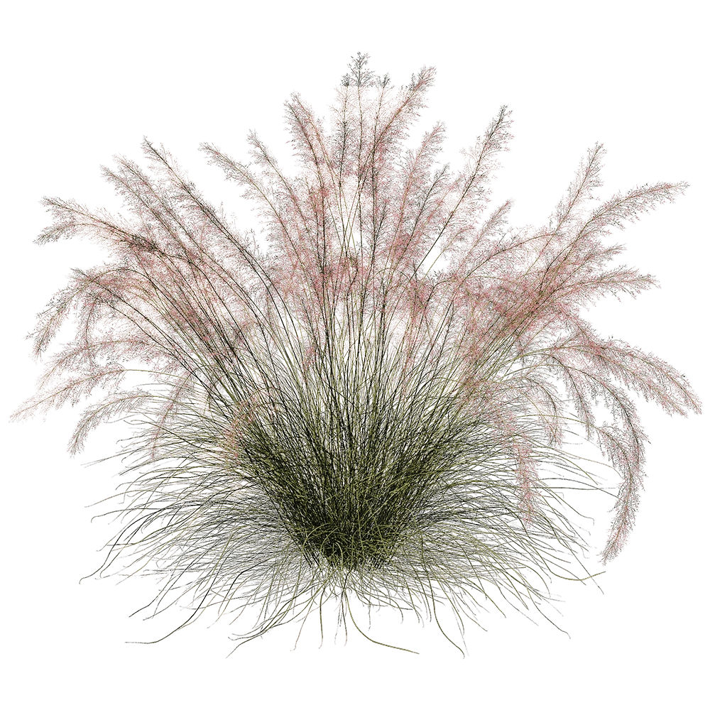 decoration – Muhlenbergia Capillaris 01 02 3D Model