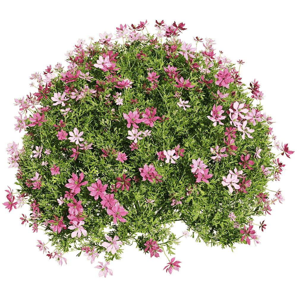 decoration – Nigella damascena 3 3D Model decoration – Nigella damascena 3 3D Model