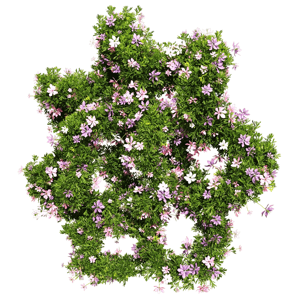 decoration – Nigella damascena 5 3D Model decoration – Nigella damascena 5 3D Model