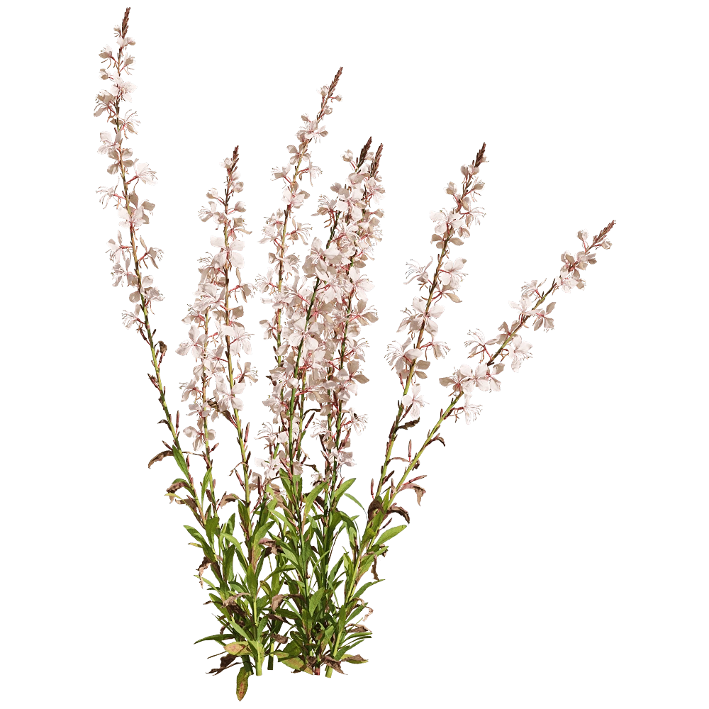 decoration – Oenothera lindheimeri 4 3D Model decoration – Oenothera lindheimeri 4 3D Model