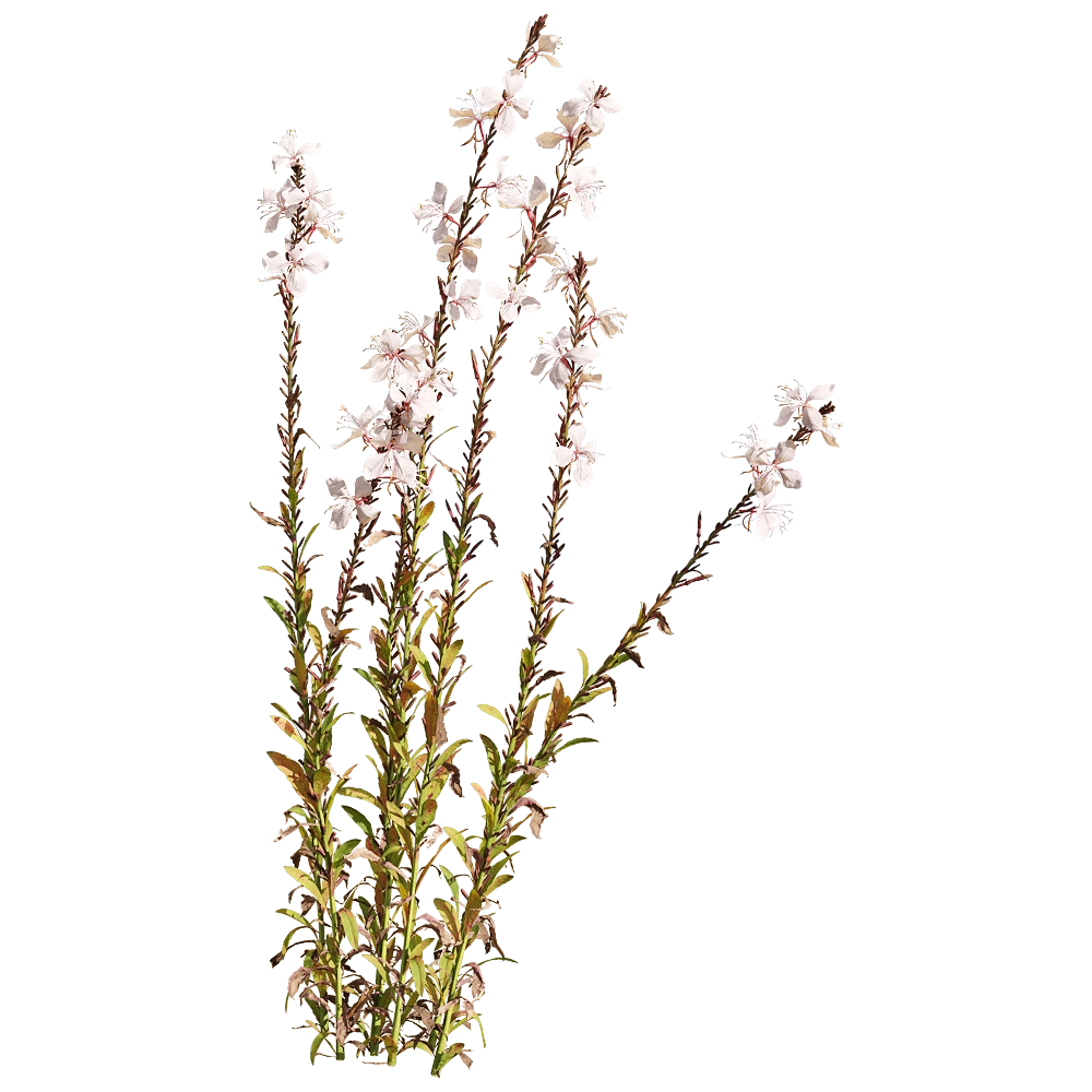 decoration – Oenothera lindheimeri 5 3D Model decoration – Oenothera lindheimeri 5 3D Model